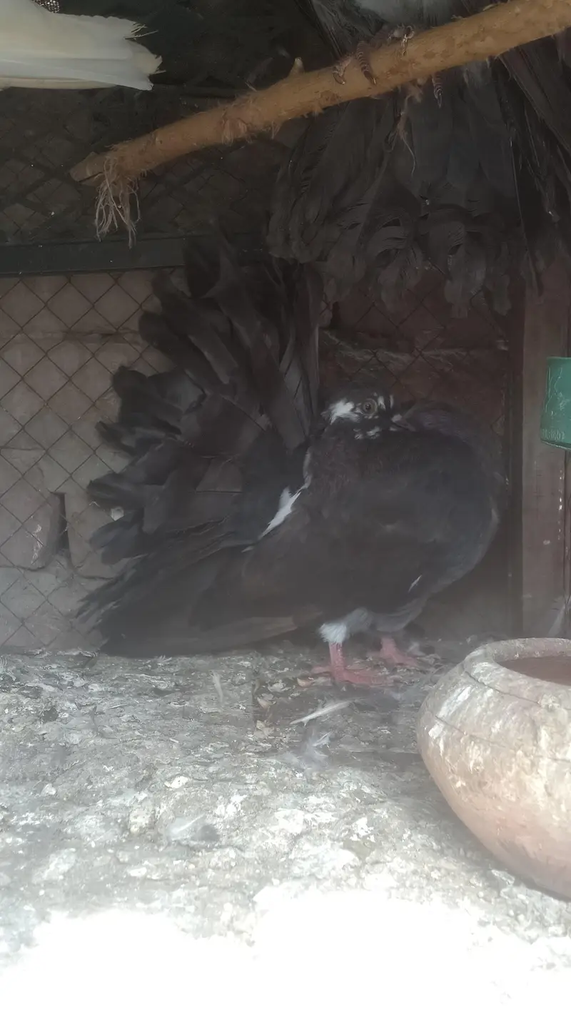 modran fantail baredar pair available — photo 3