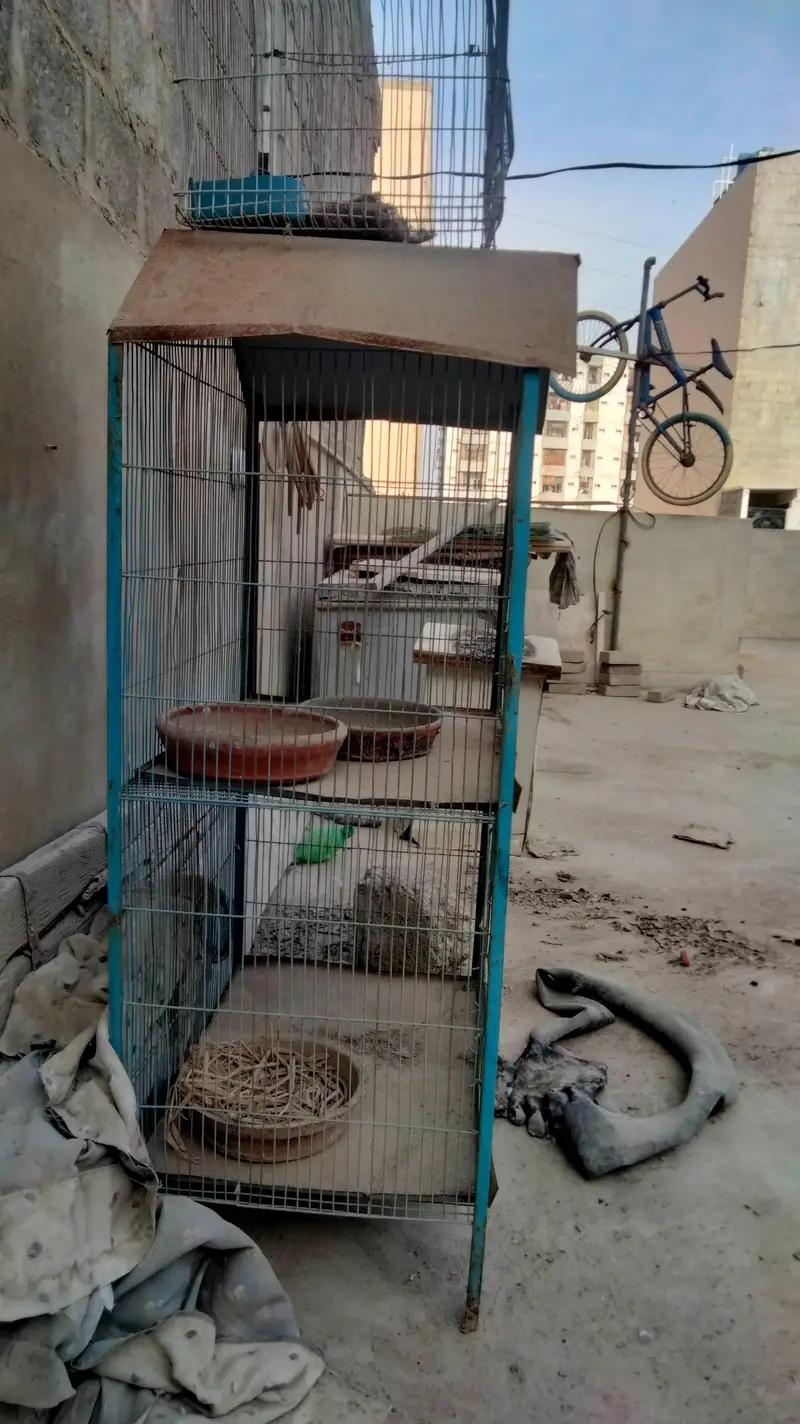 cage for all birds hen, pigeons parrots love birds — photo 3