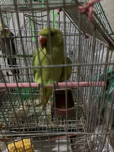 Green parrot