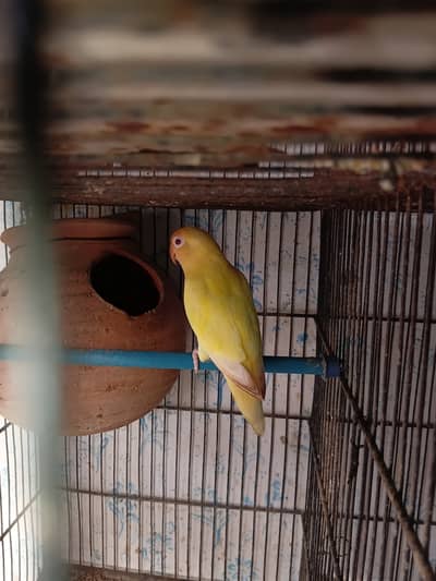 Lovebirds and cage for sale