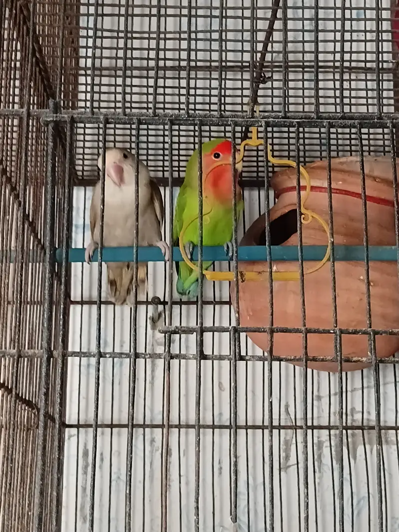 Lovebirds and cage for sale — photo 2