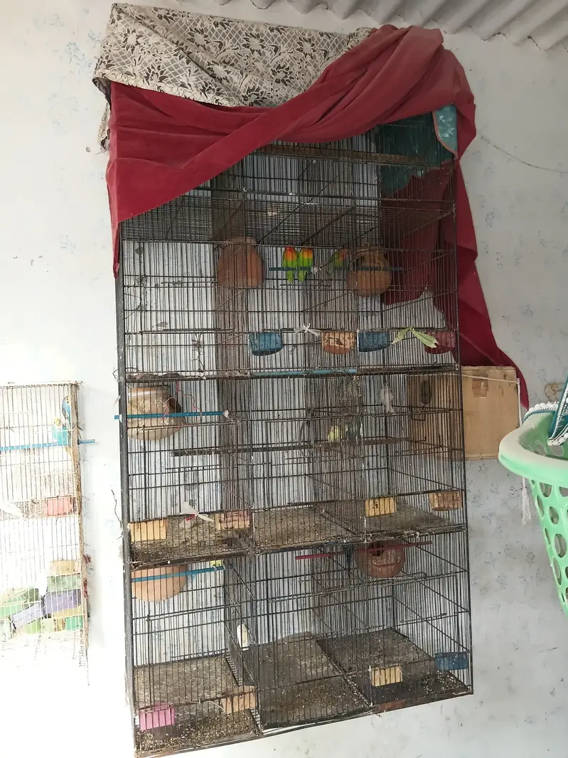 Lovebirds and cage for sale — photo 3