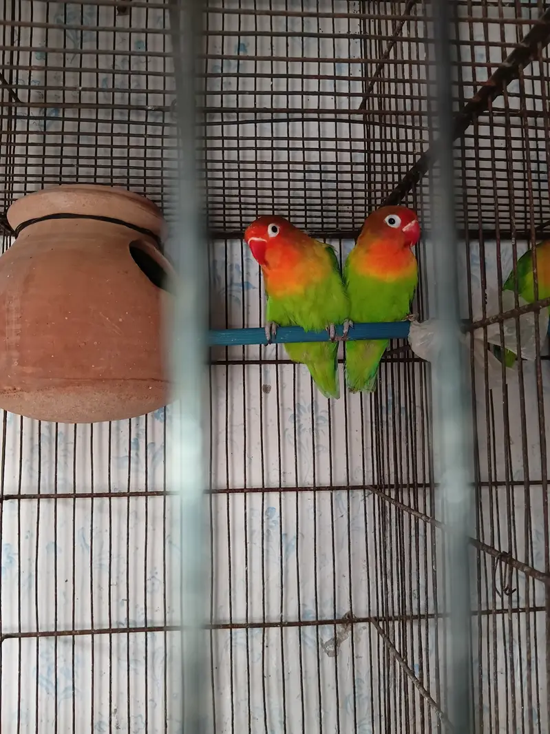 Lovebirds and cage for sale — photo 4