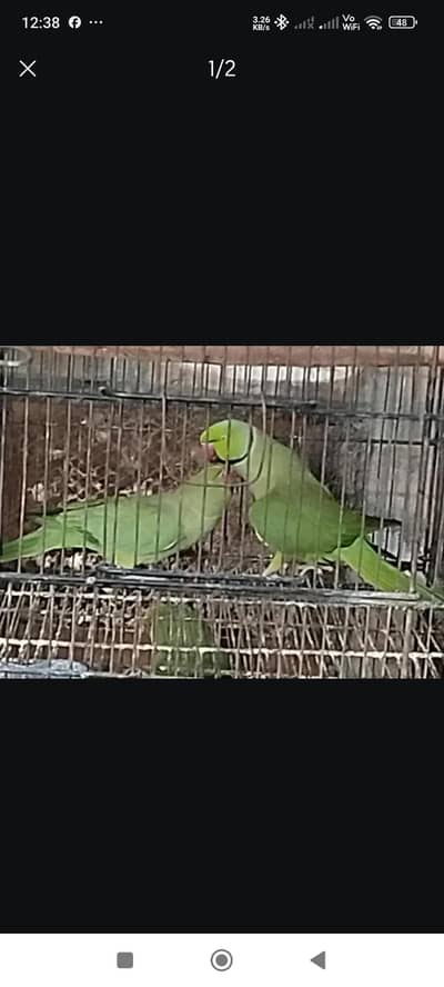 Ringneck Pair