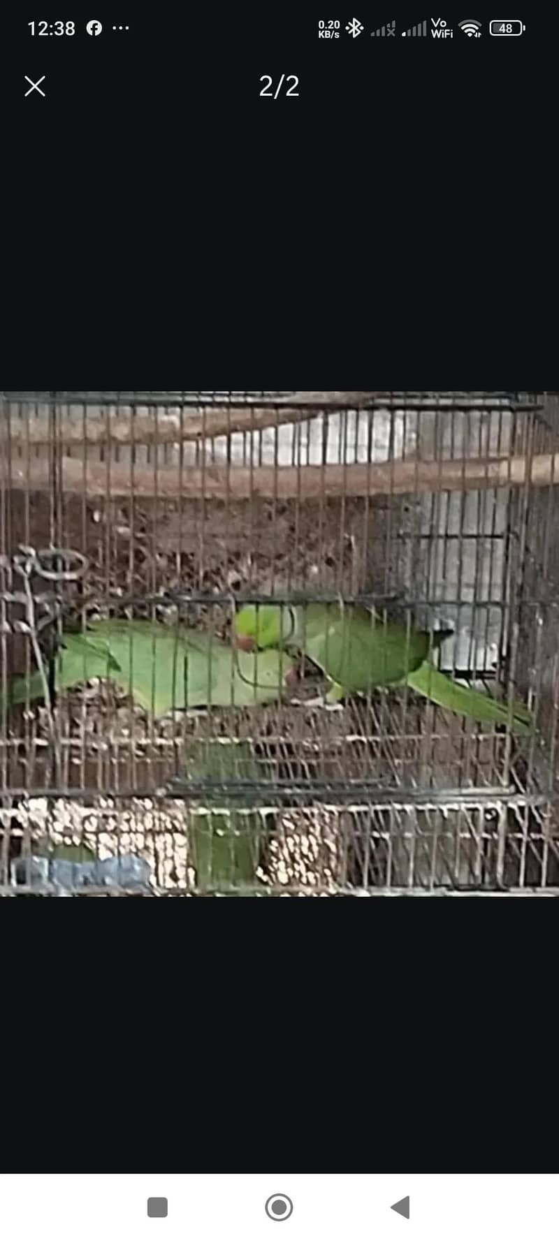 Ringneck Pair 1