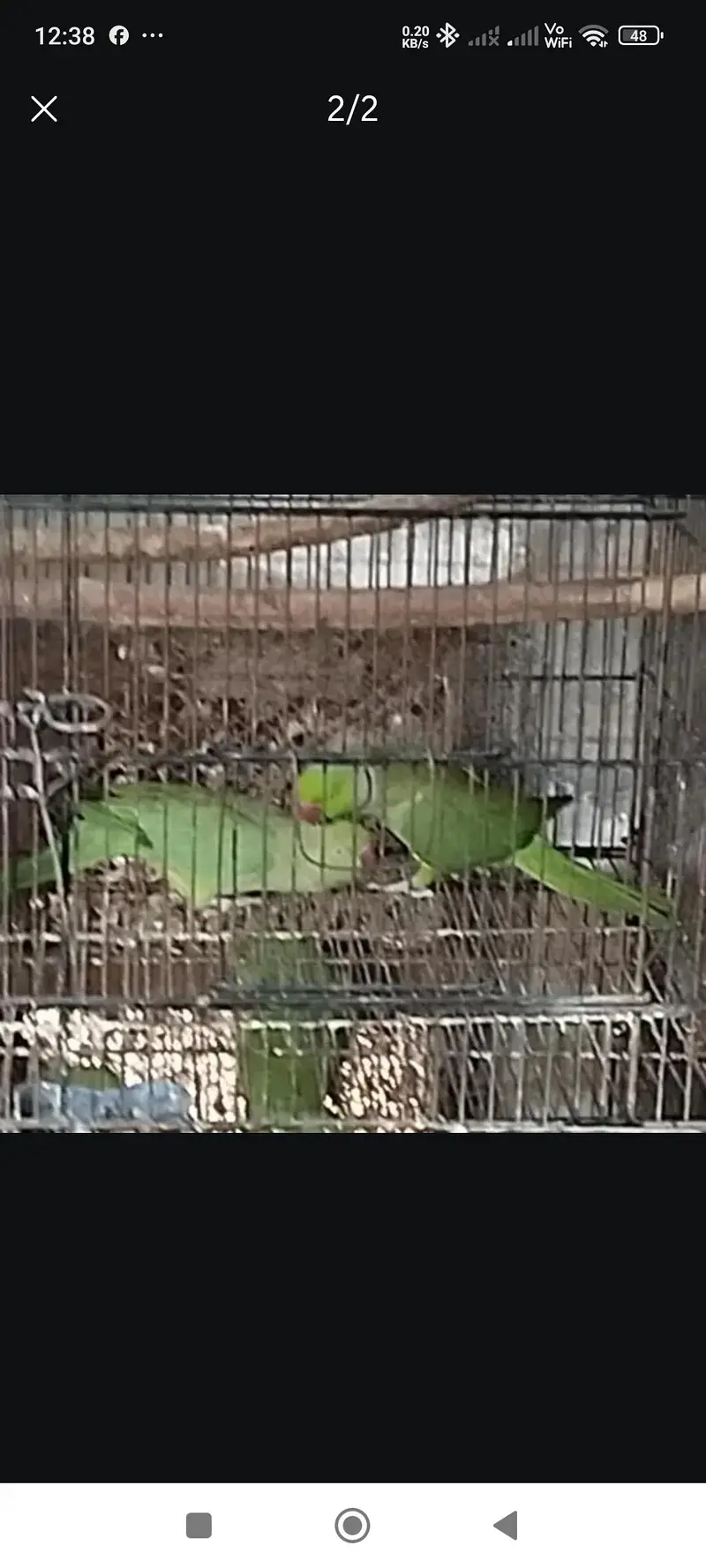 Ringneck Pair — photo 2