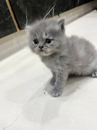 Triple coat