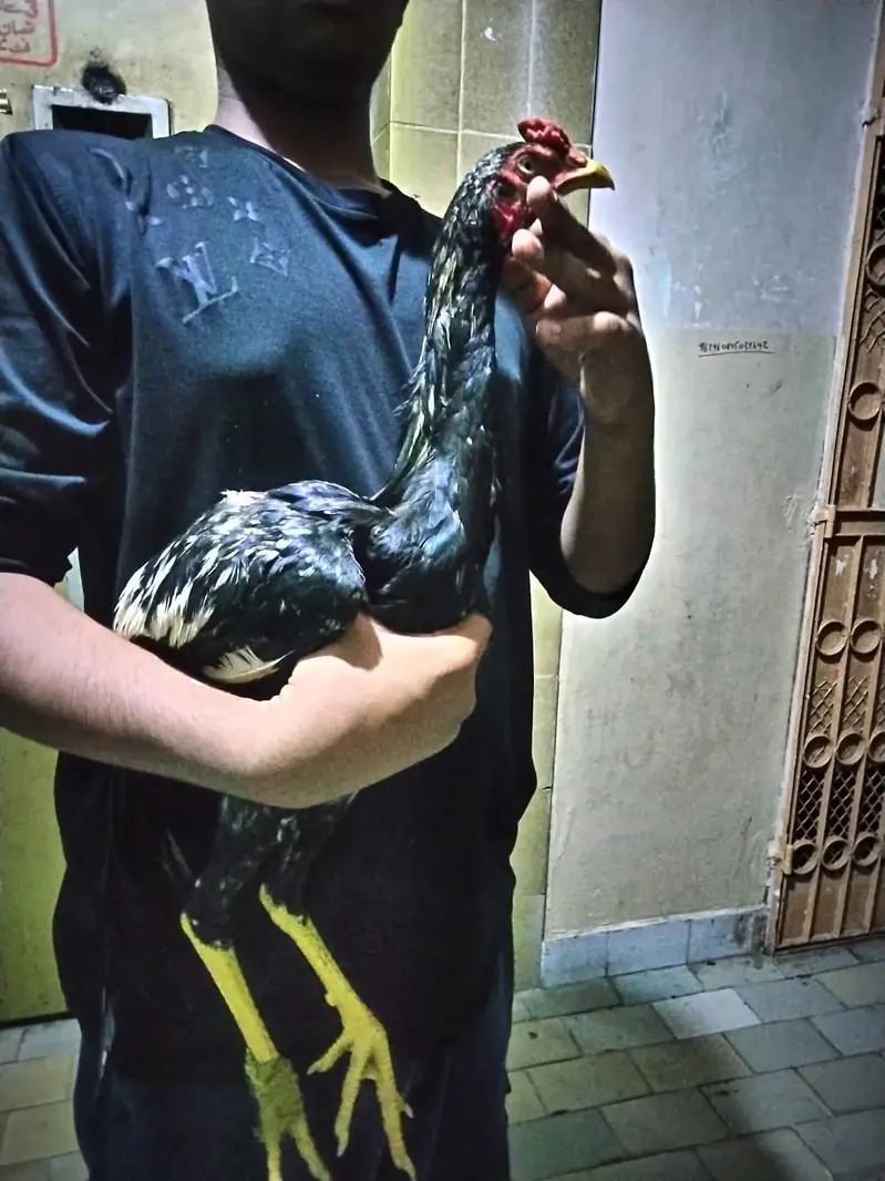 aseel phata phatia — photo 2