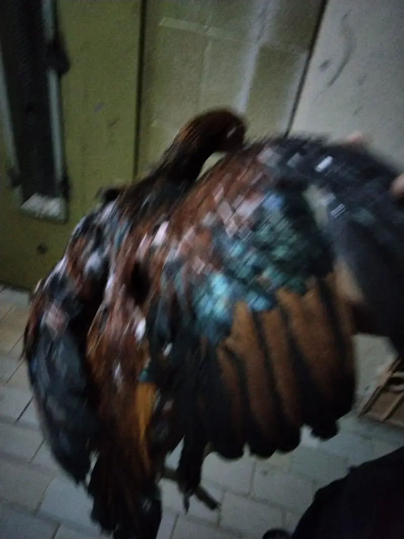 aseel phata phatia — photo 11