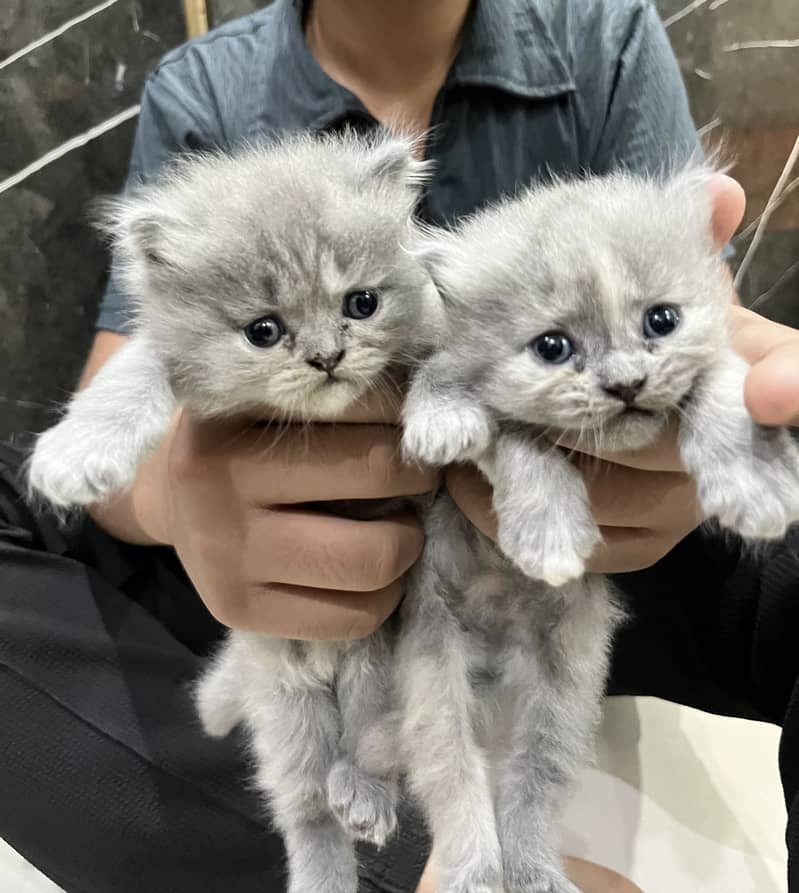 Triple coat 2