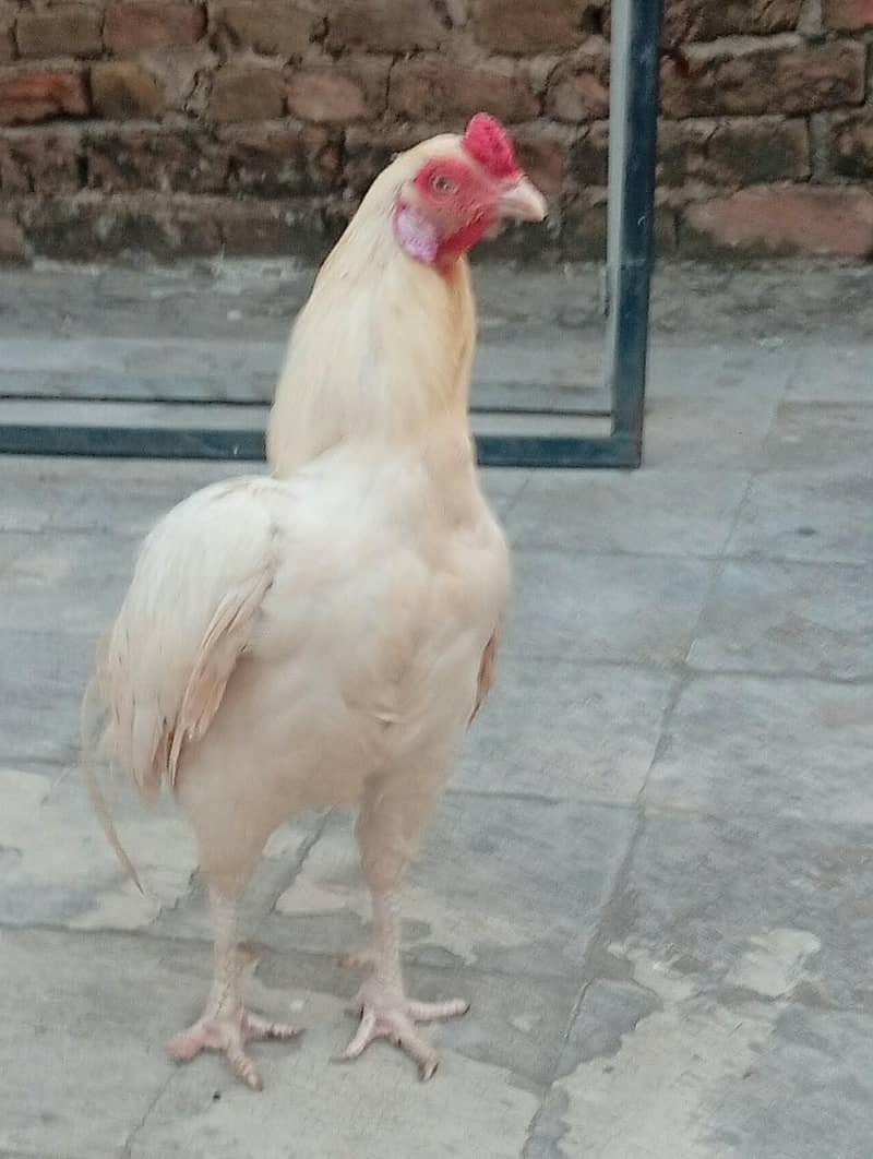aseel murga 7