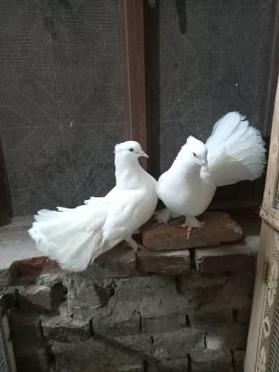 breeder pair available white lucky breed