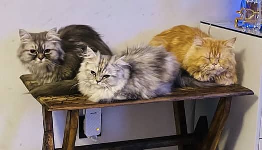 A pair and 1 kitten of Persian cats for adoption
