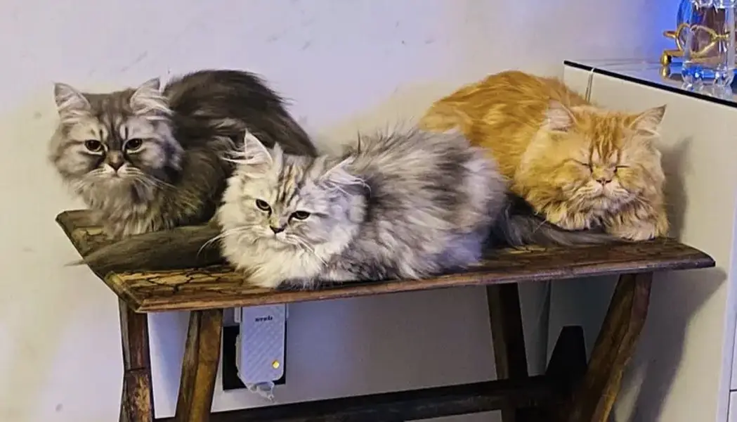 A pair and 1 kitten of Persian cats for adoption