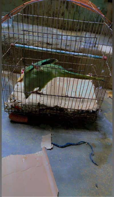 Green Neck Parrot