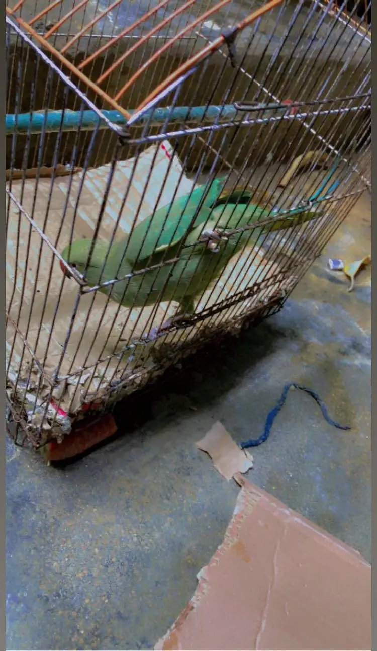 Green Neck Parrot — photo 2