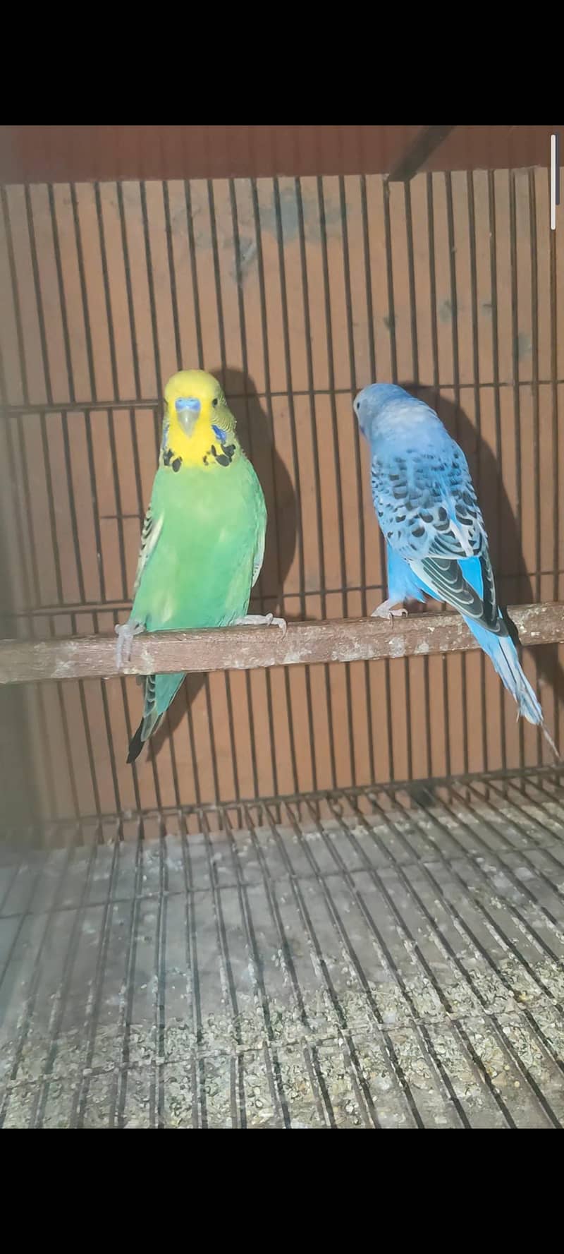 Exhibition pair 0