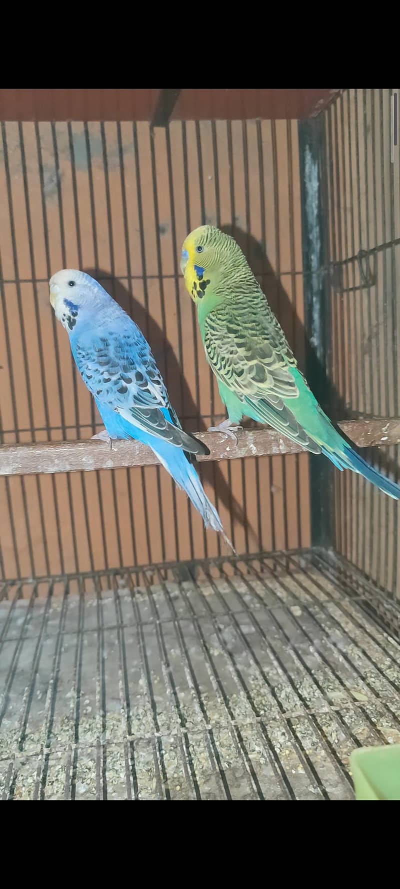 Exhibition pair 1