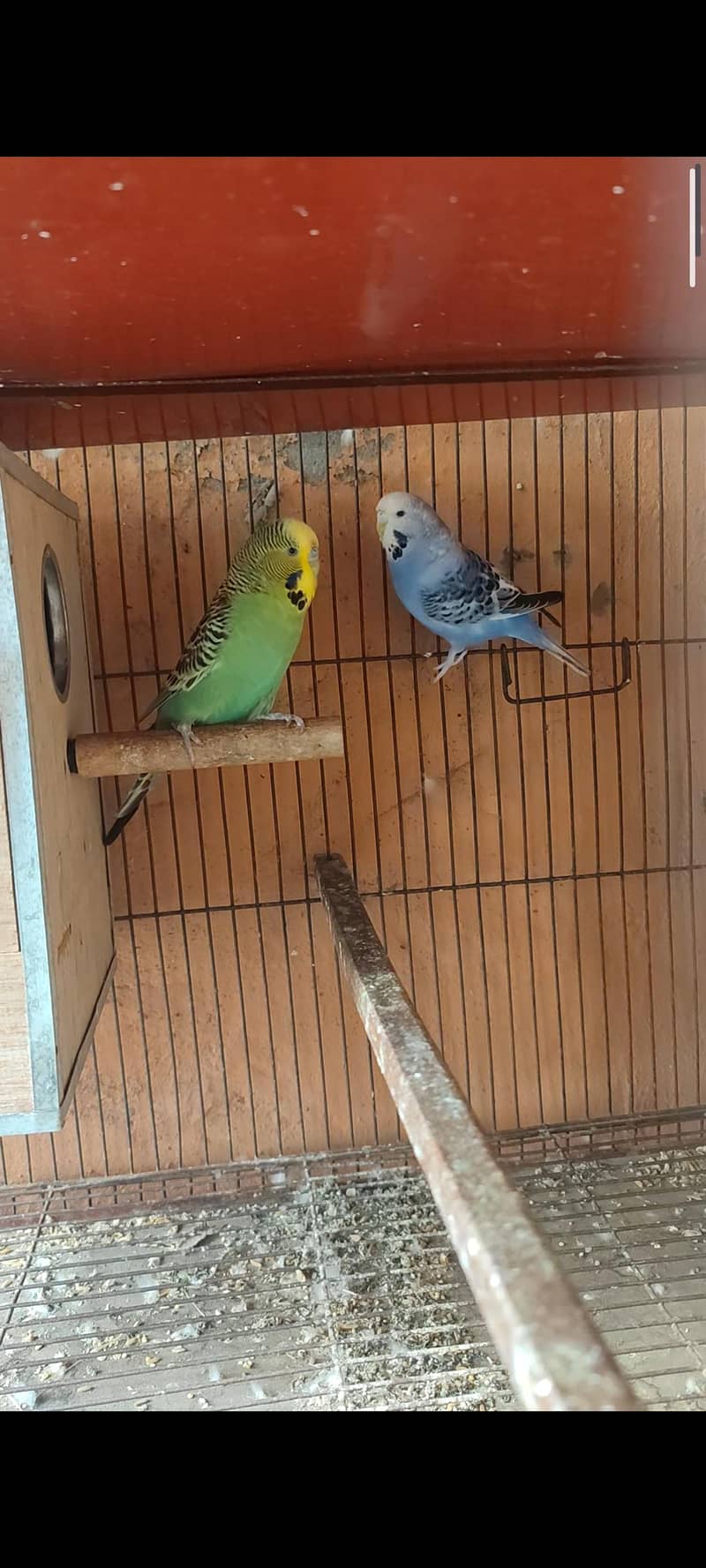 Exhibition pair 2