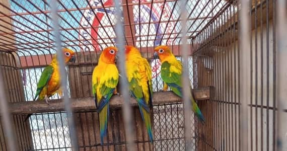 sun conure pathy red fector