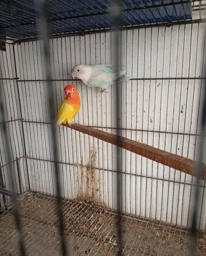 healthy and active beautiful love birds — photo 2