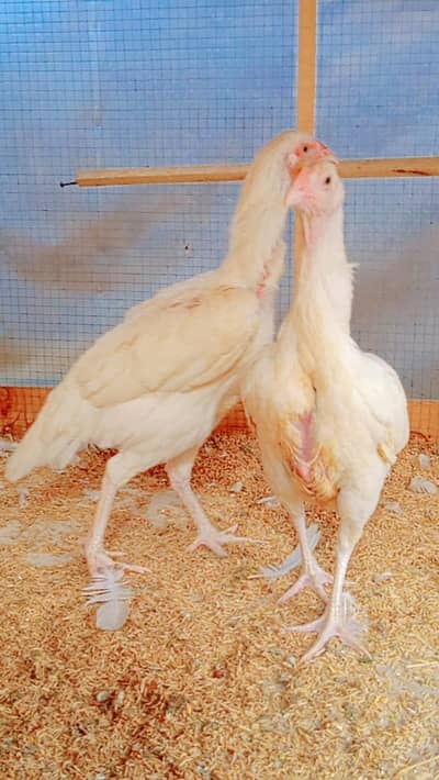 Paper White Heera Aseel Hen | Aseel Hens