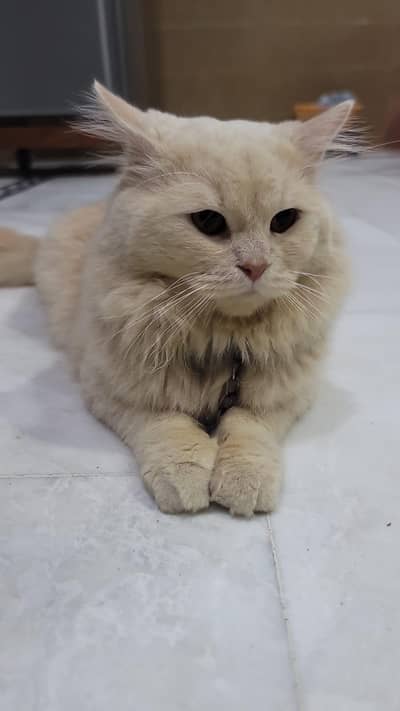 Persian Cat
