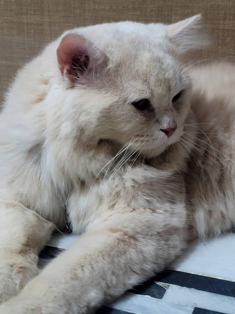 Persian Cat 1