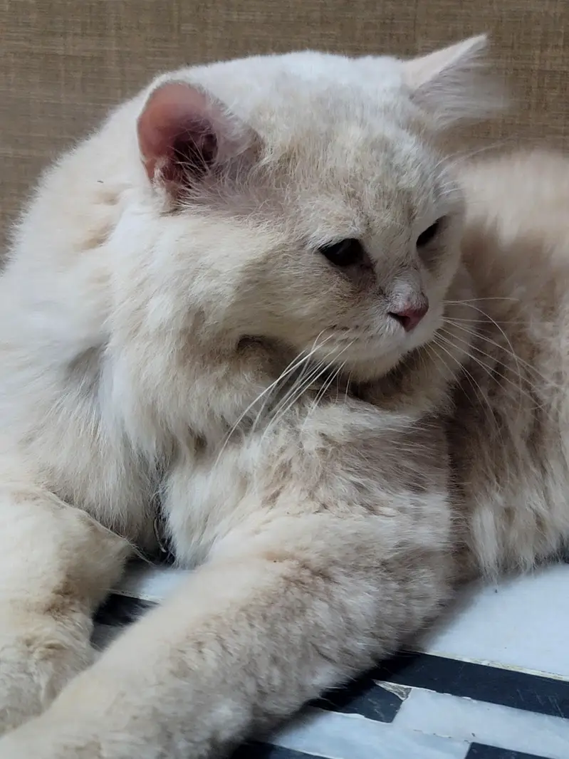 Persian Cat — photo 2