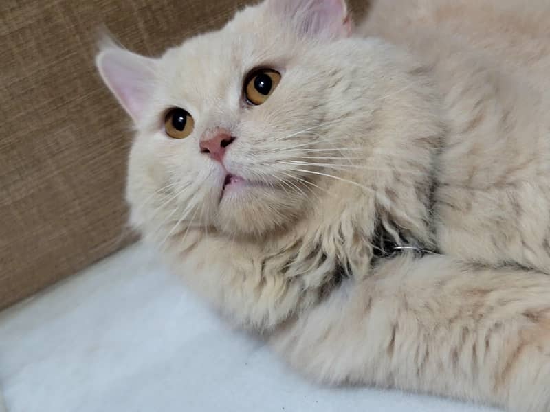 Persian Cat 2