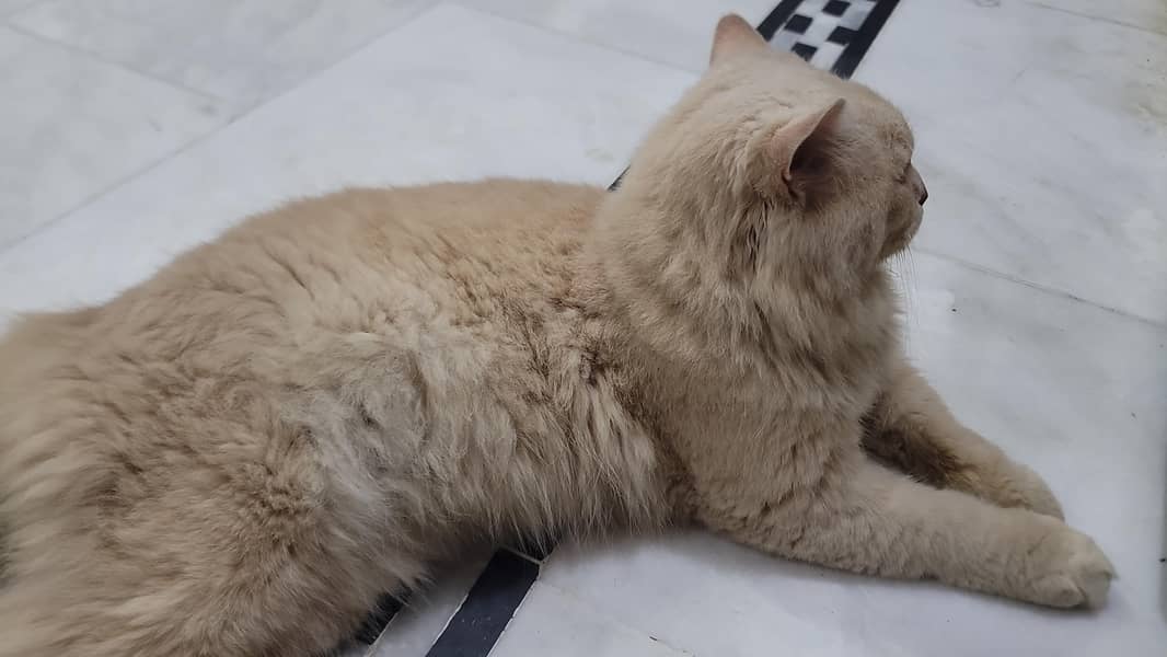 Persian Cat 3