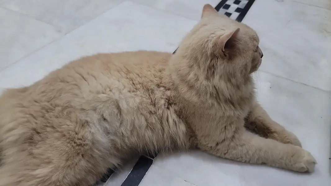 Persian Cat — photo 4
