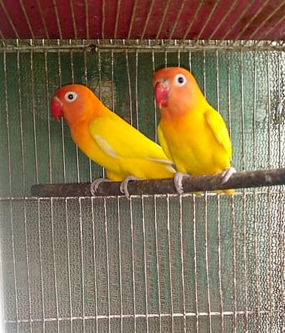 lovebirds breedar pairs