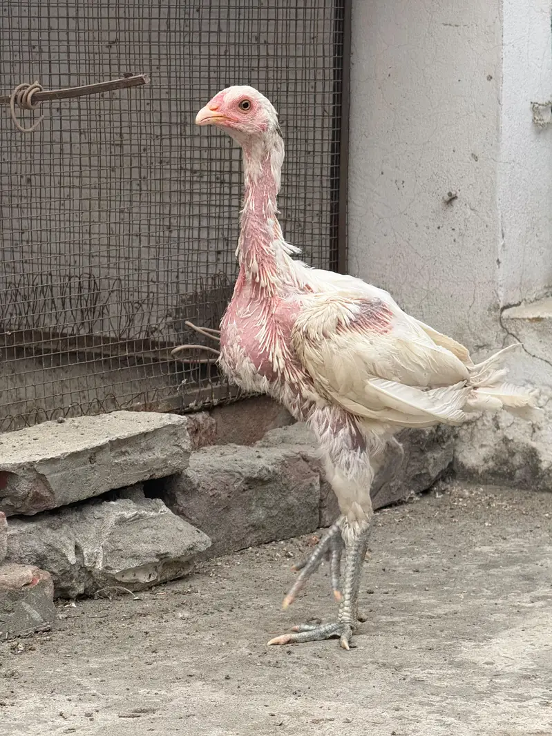 aseel Thai coss heera — photo 4