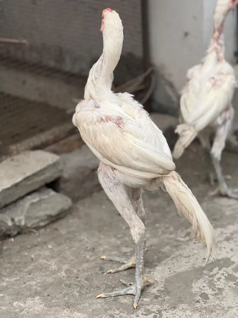 aseel Thai coss heera — photo 7
