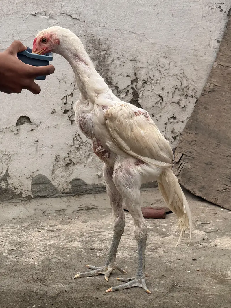 aseel Thai coss heera — photo 9