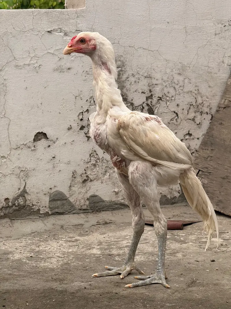 aseel Thai coss heera — photo 11