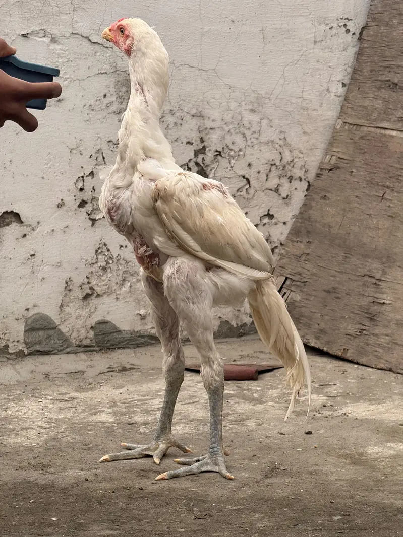 aseel Thai coss heera — photo 12