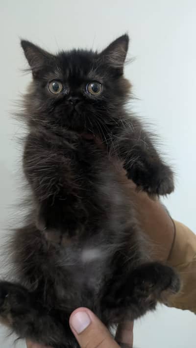 black punch face purshion kitten piki blood line