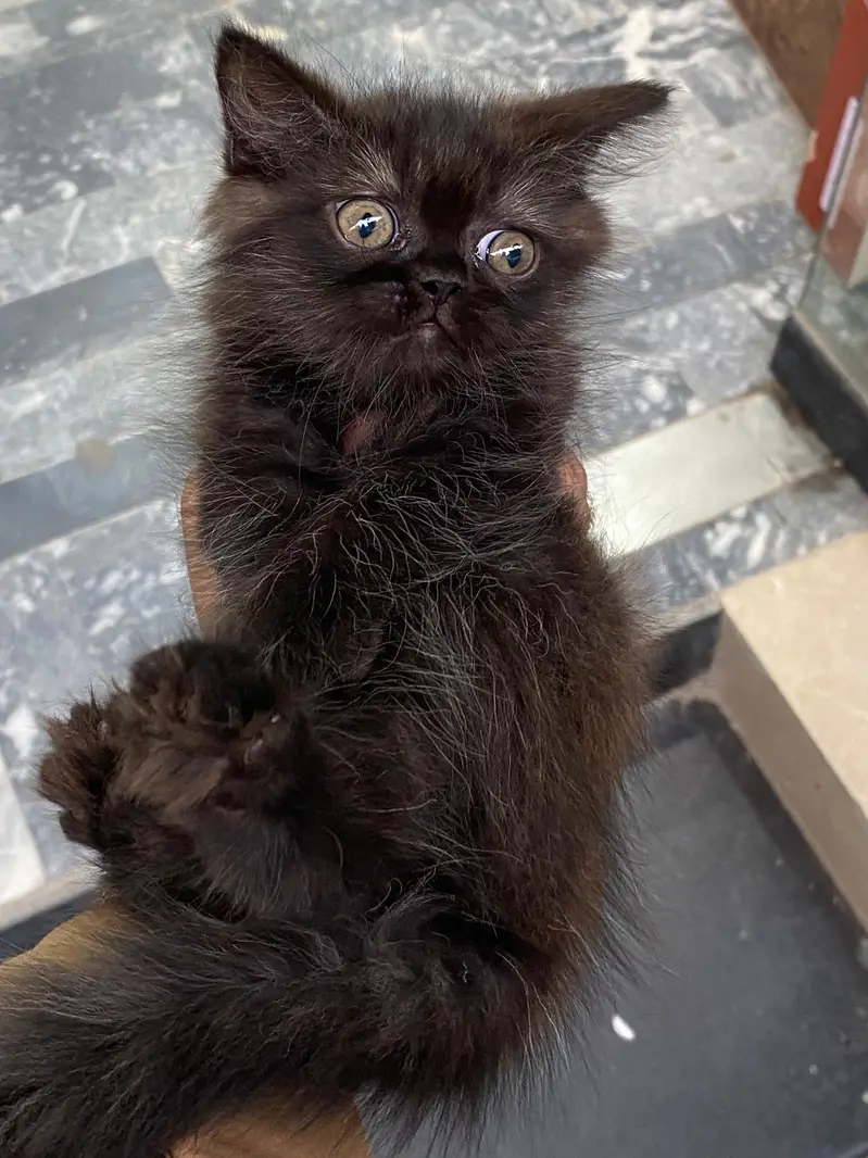 black punch face purshion kitten piki blood line — photo 2