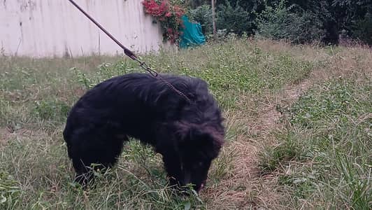 Black German Shepherd