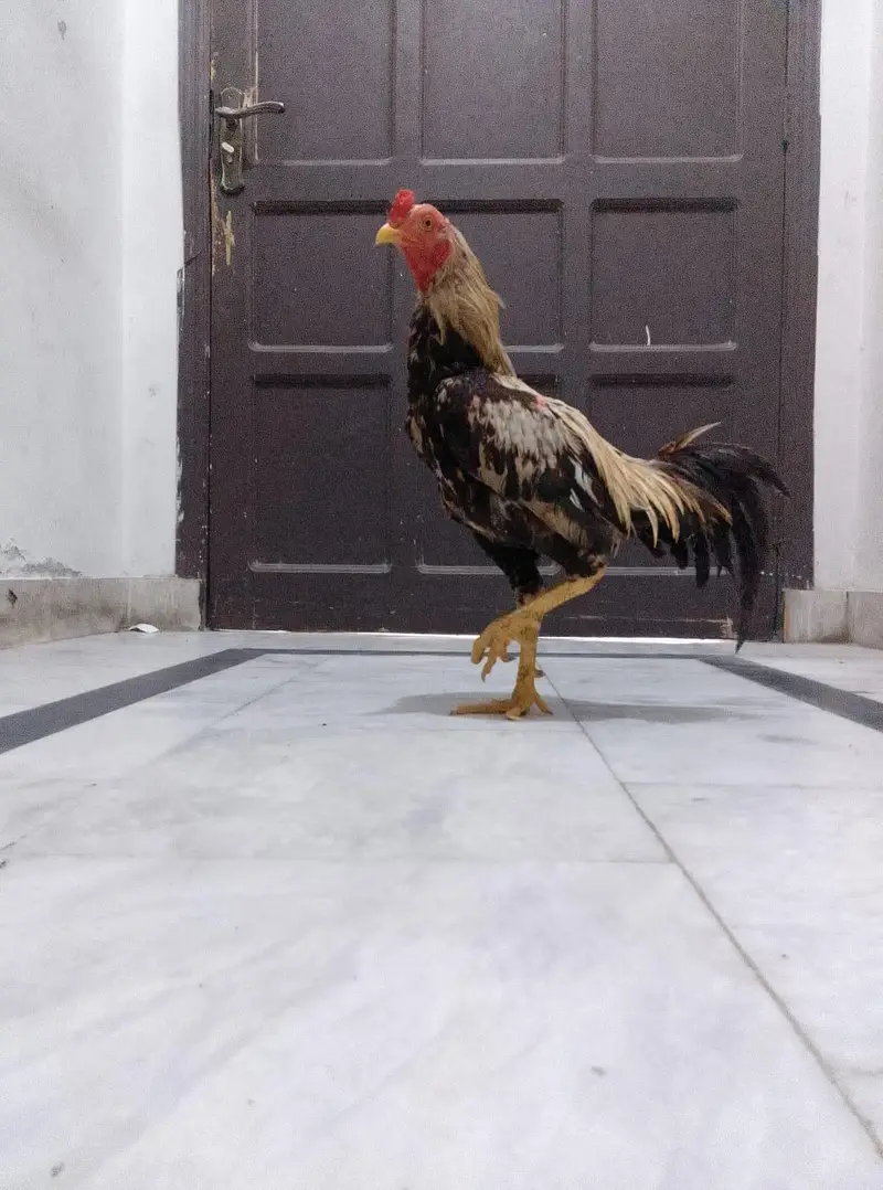 Male aseel — photo 2