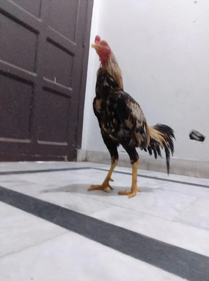 Male aseel — photo 3