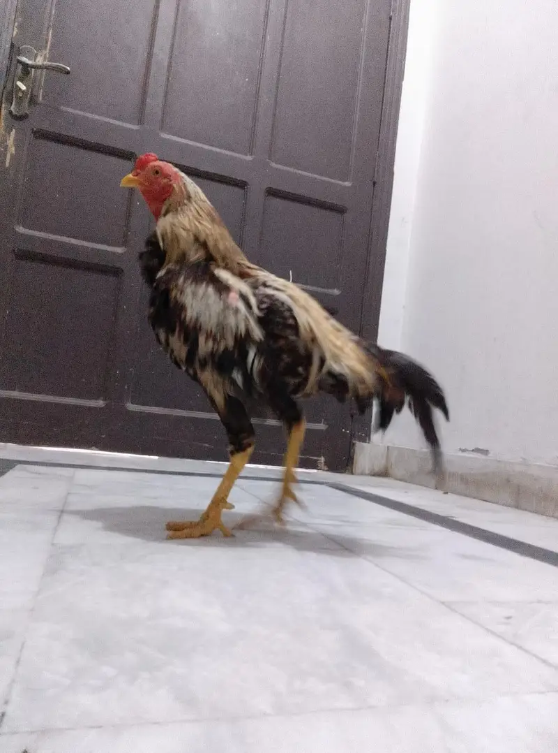 Male aseel — photo 4