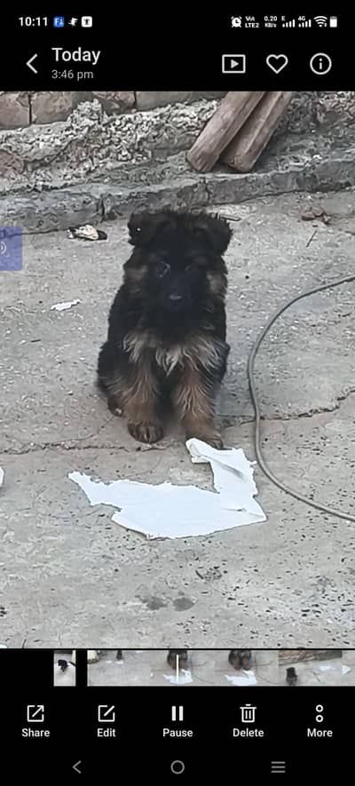 German Shepherd puppy