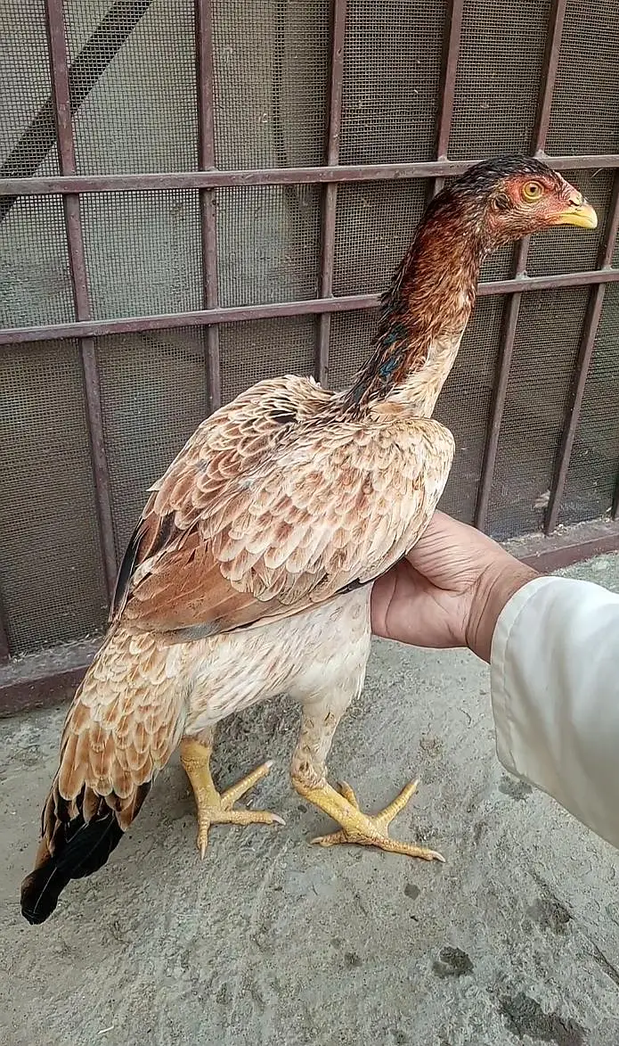 Rampuri & shamo cross 03204581798 — photo 9