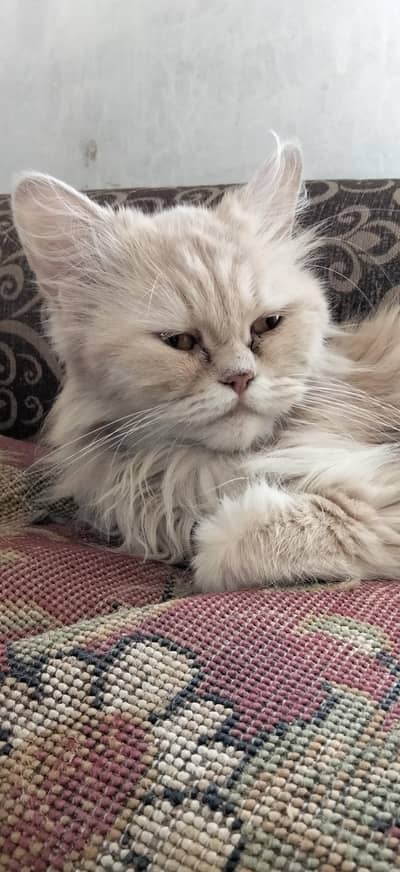 Persian Cat