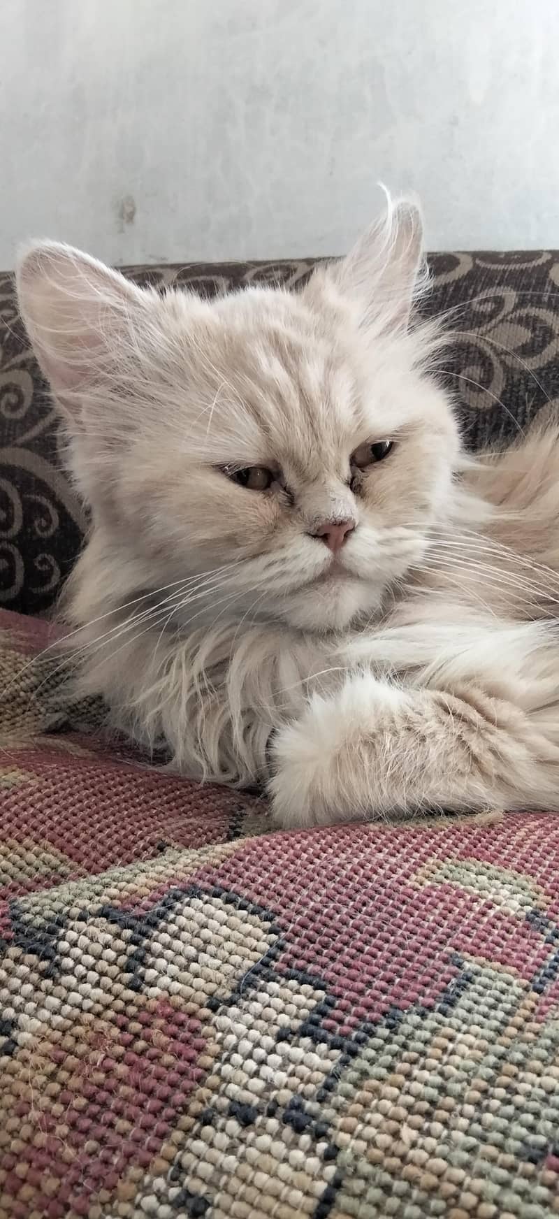 Persian Cat 0