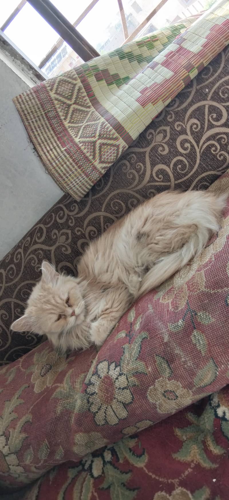 Persian Cat 1