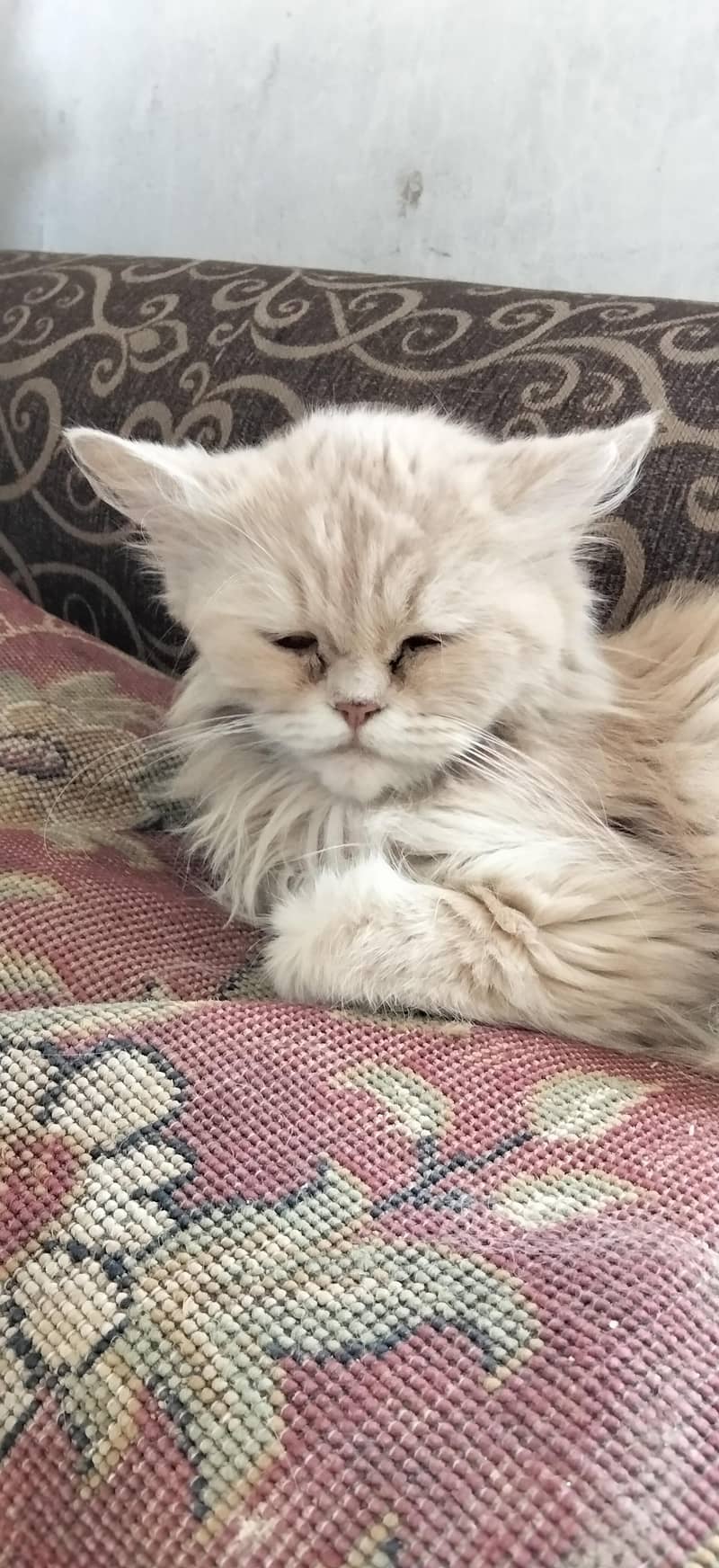 Persian Cat 2